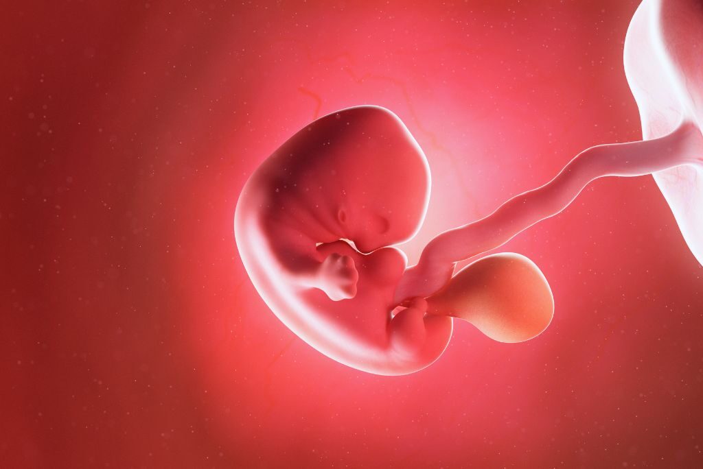 A Week-by-Week Guide to Fetal Development