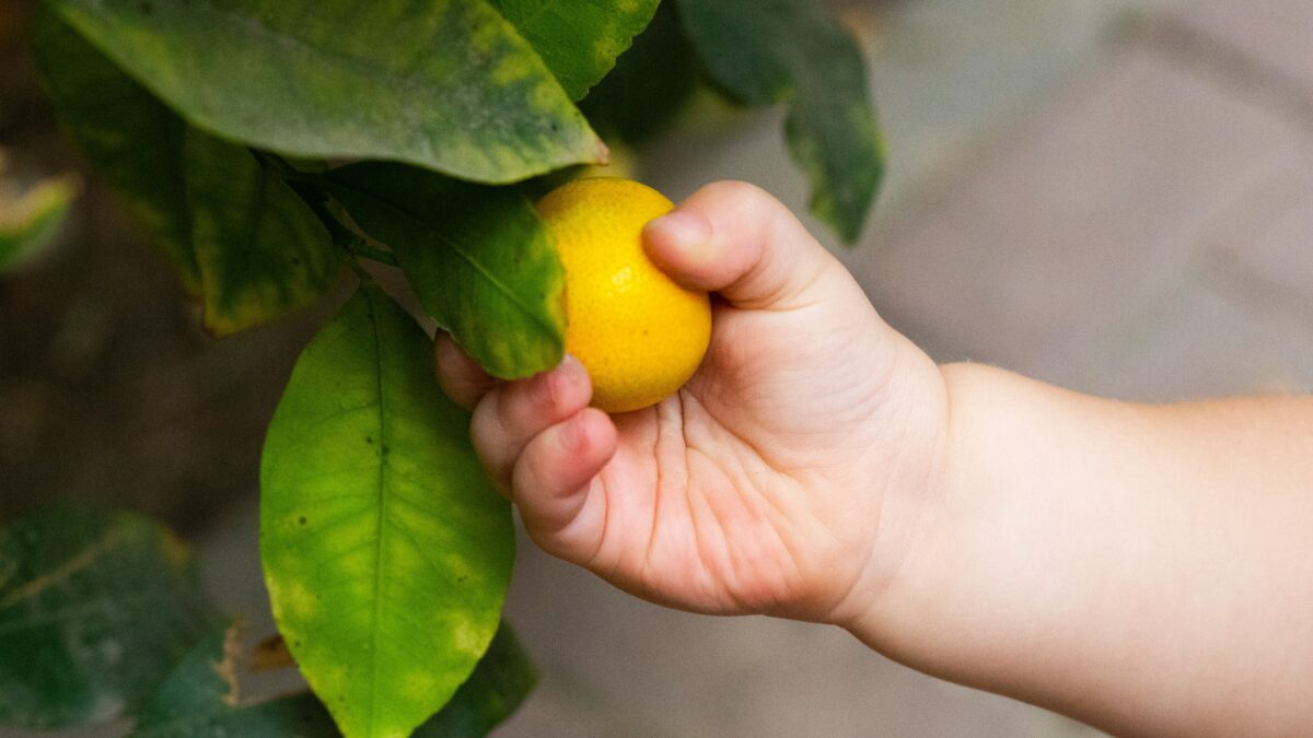 a baby's hand grabbing a lemon off of a tree