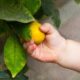 a baby's hand grabbing a lemon off of a tree