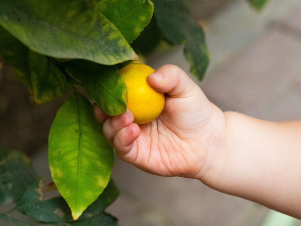 a baby's hand grabbing a lemon off of a tree